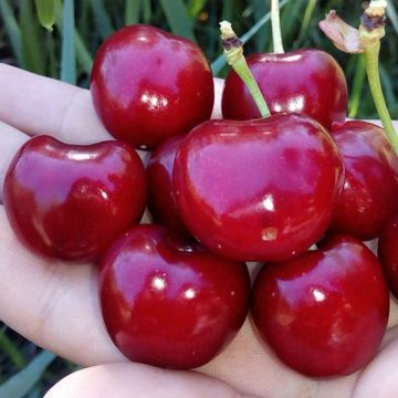 Черешня - черенки для прививки