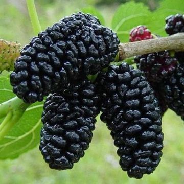 Шелковица - черенки для прививки